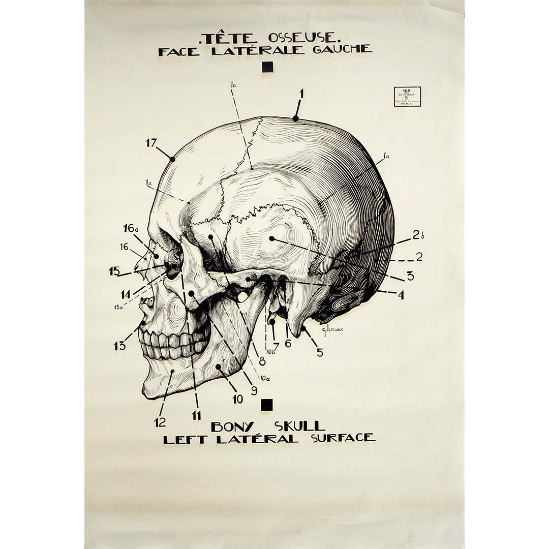 G. Lucas Print - Original circa 1950 French anatomical poster - Skull - Left Lateral Surface