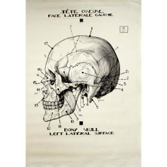 Poster anatomico originale francese del 1950 circa - Cranio - Superficie laterale sinistra