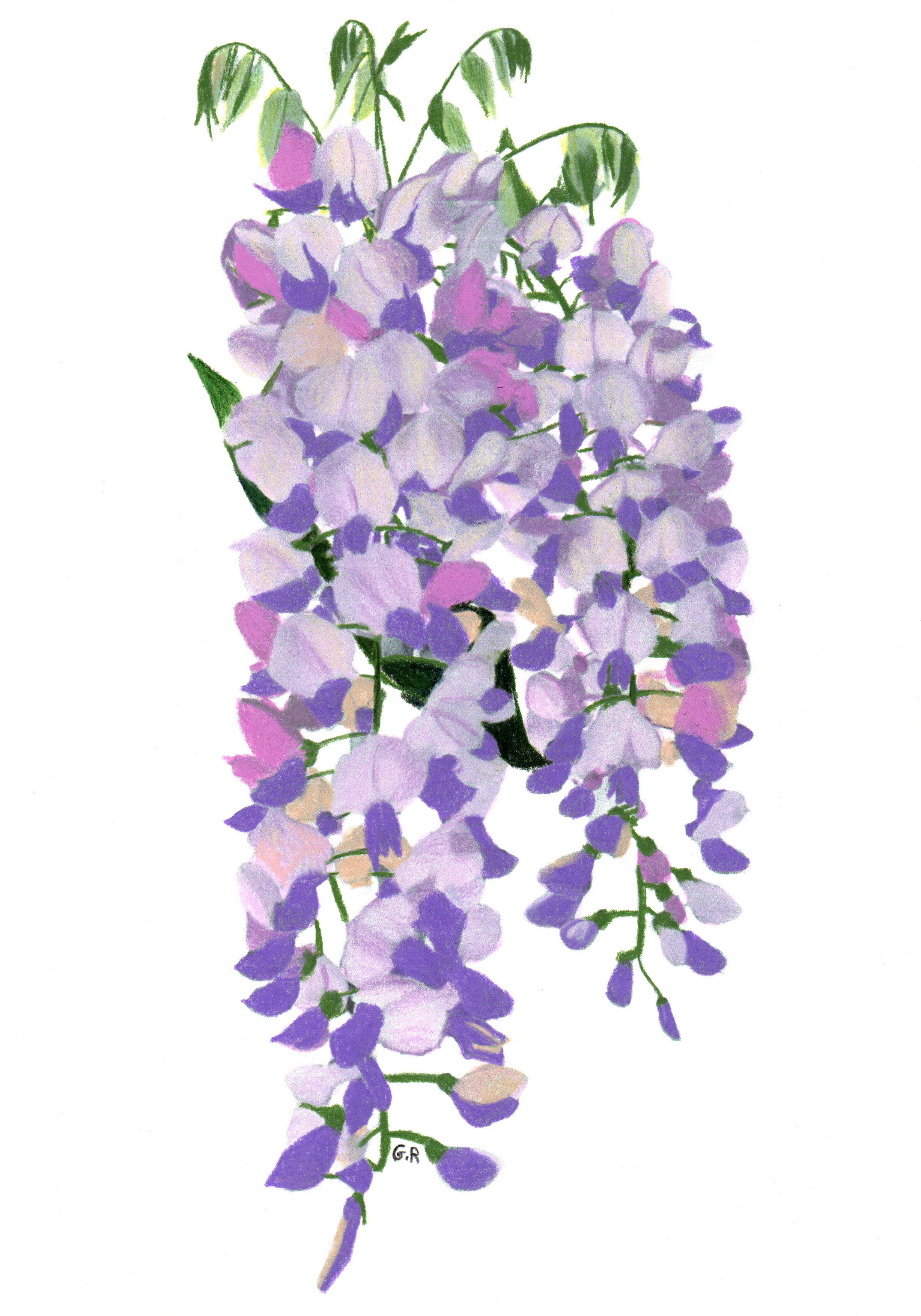 Flower Drawings and Watercolor Paintings