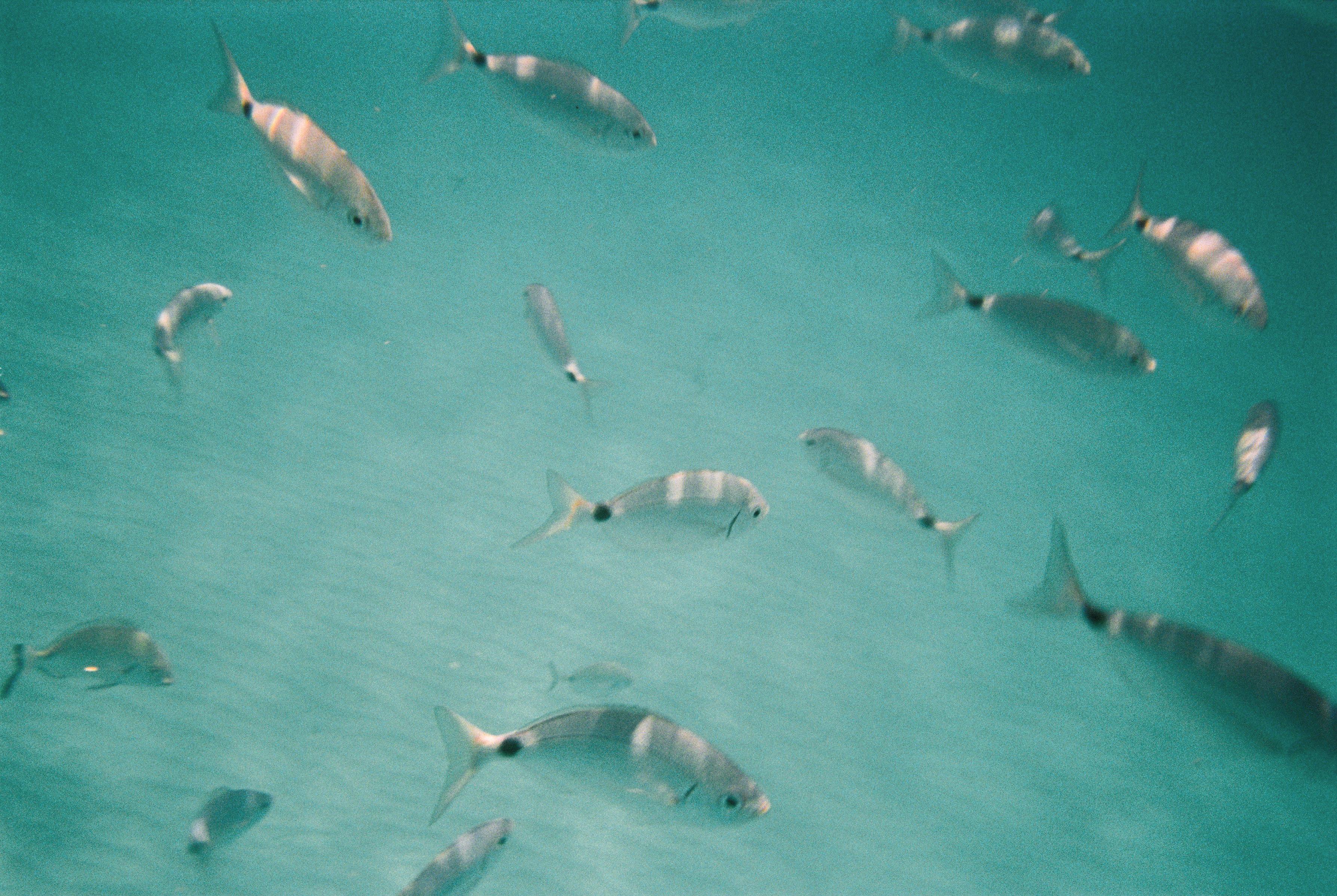 Gabriela Sütori Color Photograph – Underwater Blues – Unterwasser-Kunstfotografie