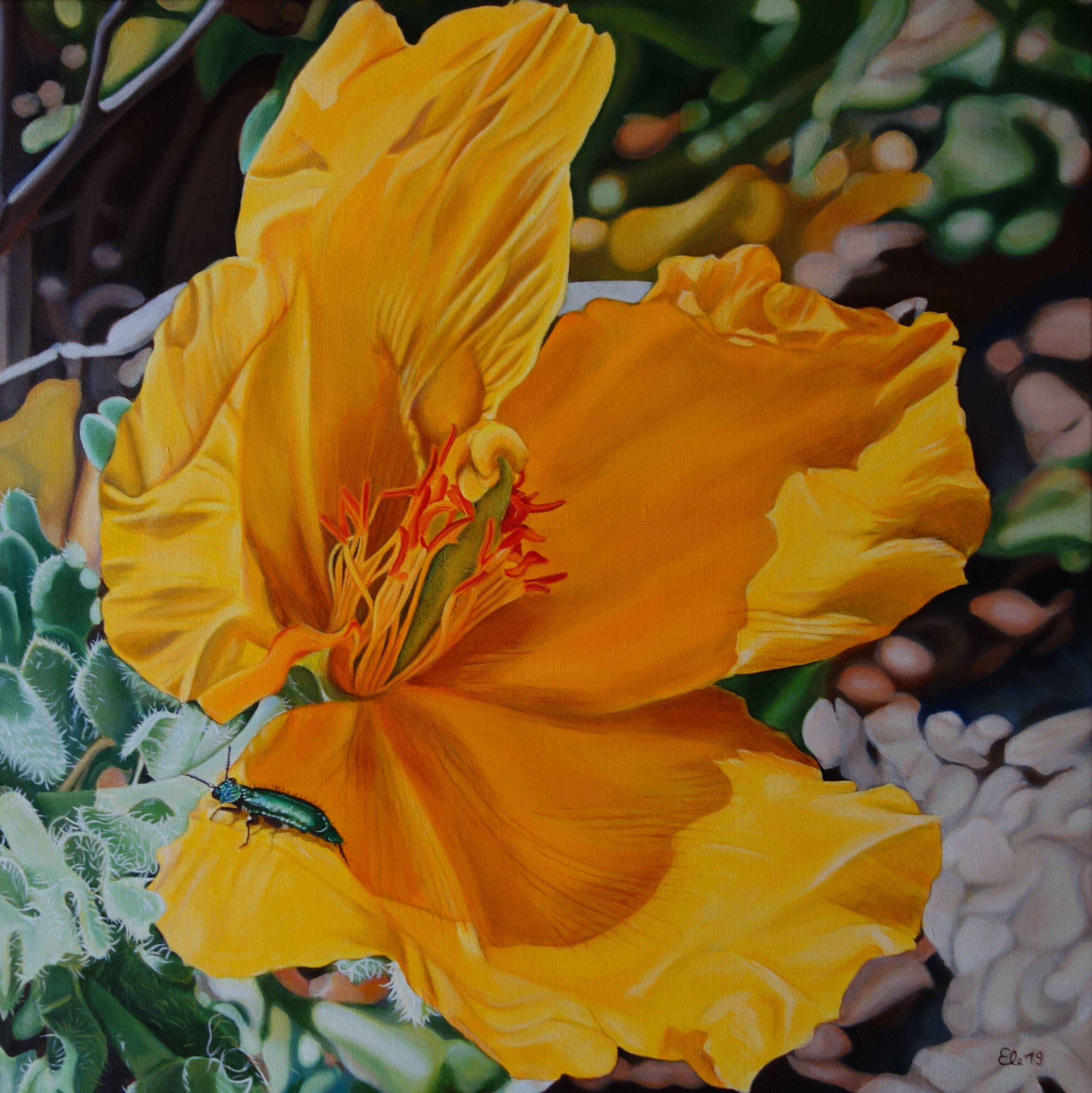 Always on the lookout for beauties from the animal and plant world, I came across the yellow poppy on the   on a Mediterranean beach (Costa Blanca) in spring.  I was doubly lucky, because the bright yellow plant had just been visited by a shiny