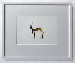 Timothy the impala by Gabrielle Pool. Ink drawing of a delicate African antelope