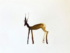 Timothy the impala par Gabrielle Pool. dessin à l'encre d'une délicate antenlope africaine