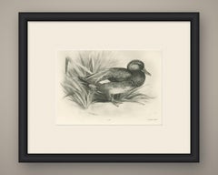 Gadwall Duck among Reeds, Plate CLXXI, Antique Bird Print by Medland, 1909