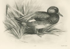 Gadwall Duck among Reeds, Plate CLXXI, Antique Bird Print by Medland, 1909