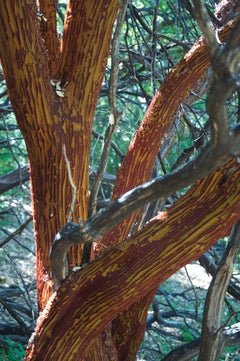 « Manzanita Tree Shedding Bark in Summer » - Photographie couleur de la nature