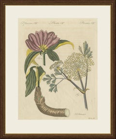 Galbanum and Hungarian Gentian, Antique Bertuch Print, circa 1805