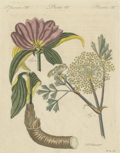 Galbanum and Hungarian Gentian, Antique Bertuch Print, circa 1805