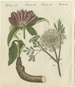 Galbanum and Hungarian Gentian: Rare Medicinal Plants Illustrated, 1805