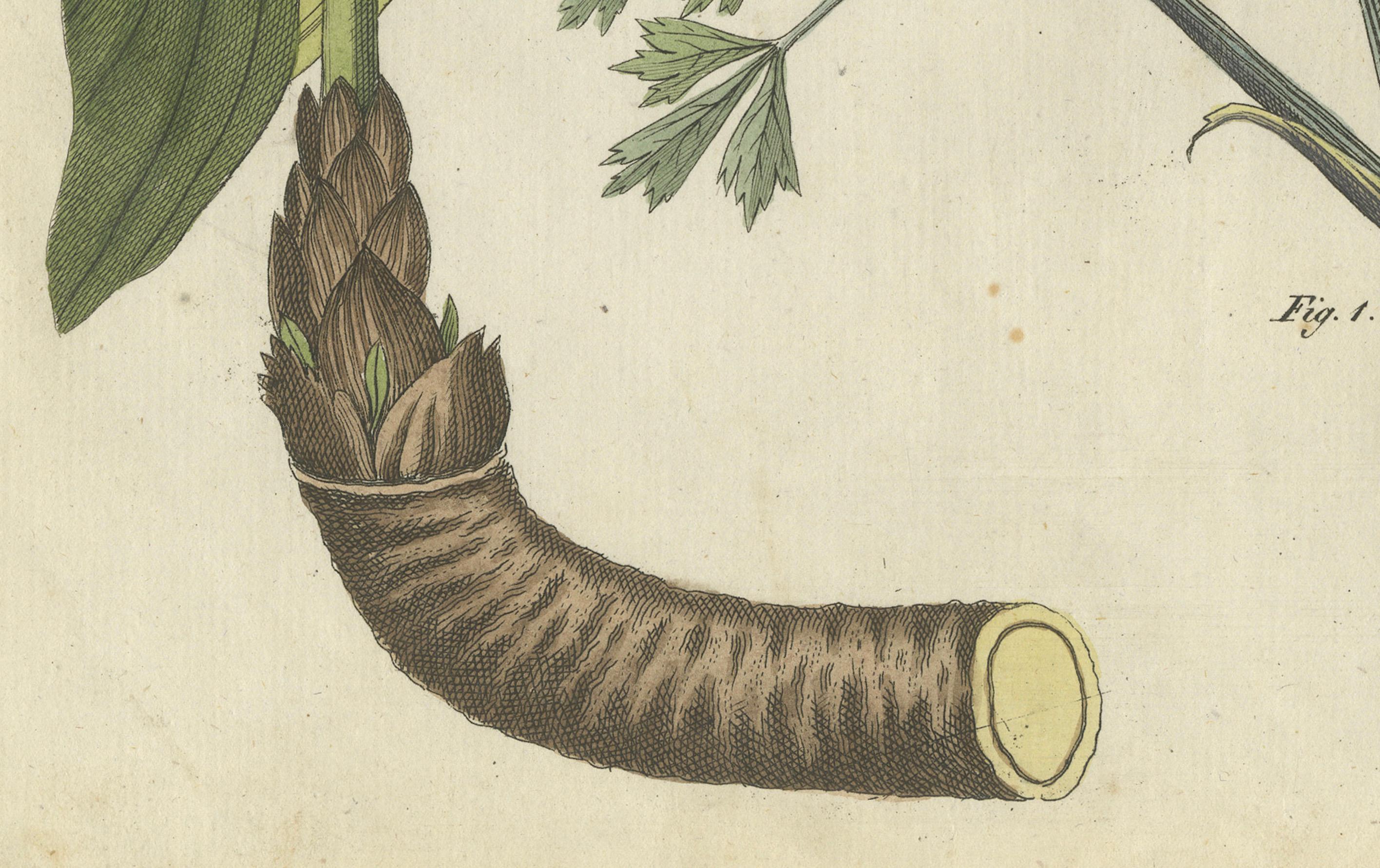 Inciso Galbano e genziana ungherese: Piante Medicinali Rare Illustrate, 1805 in vendita