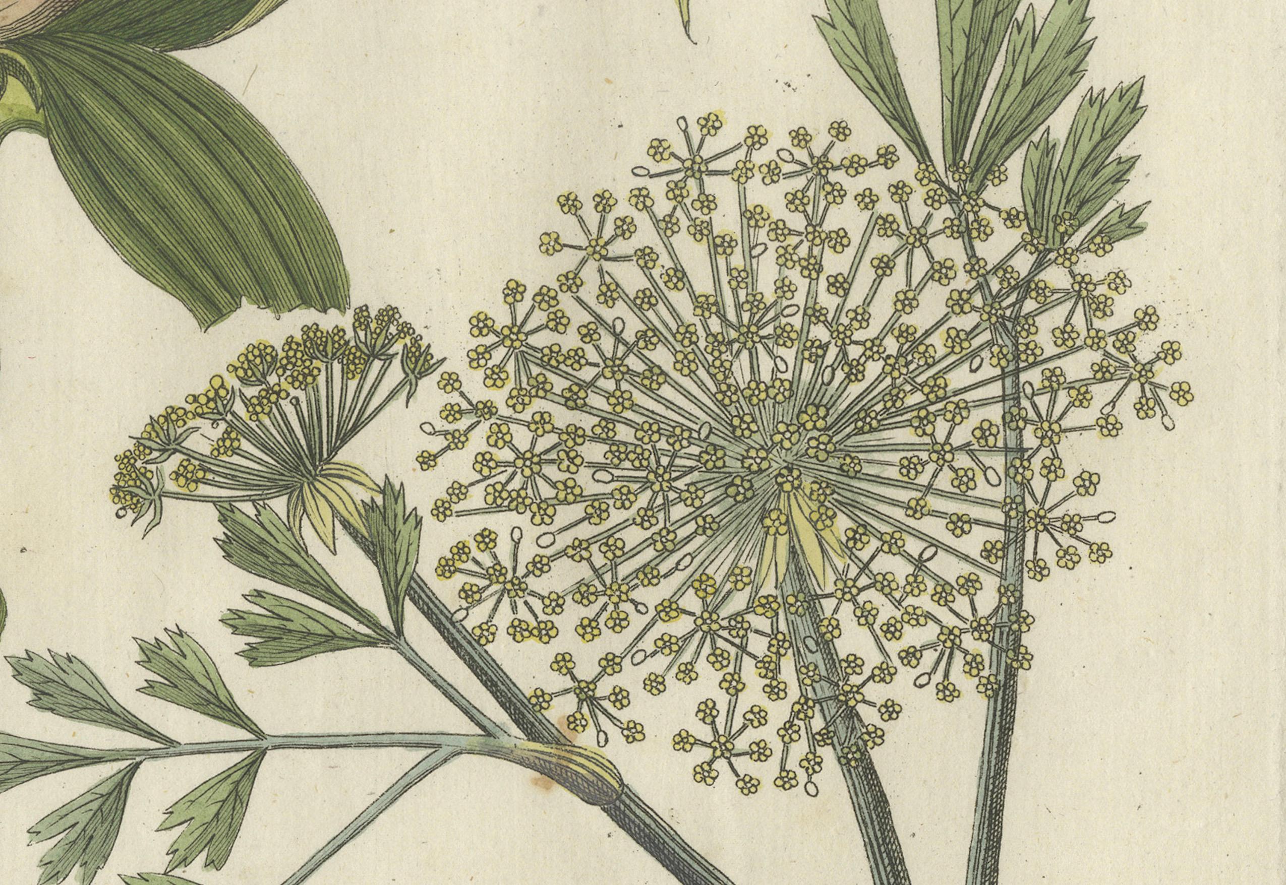 Galbano e genziana ungherese: Piante Medicinali Rare Illustrate, 1805 In condizioni buone in vendita a Langweer, NL