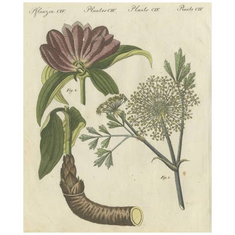 Galbanum and Hungarian Gentian: Rare Medicinal Plants Illustrated, 1805