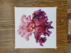 Bearded iris
