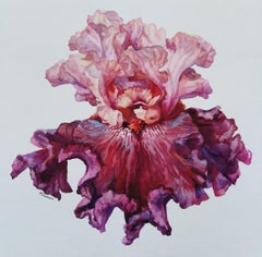 Bearded iris