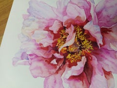 Pink peony