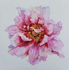 Pink peony
