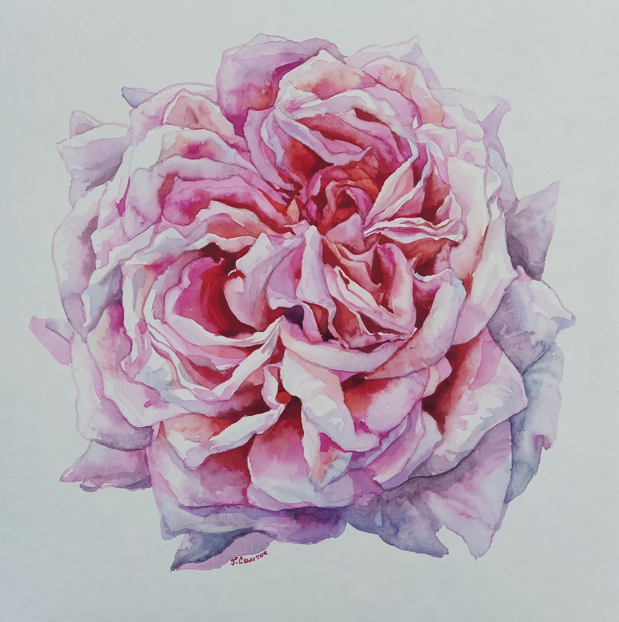Rose
