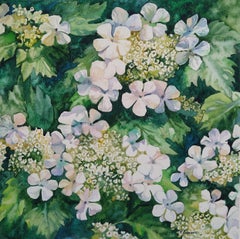Viburnum blooms outside the window