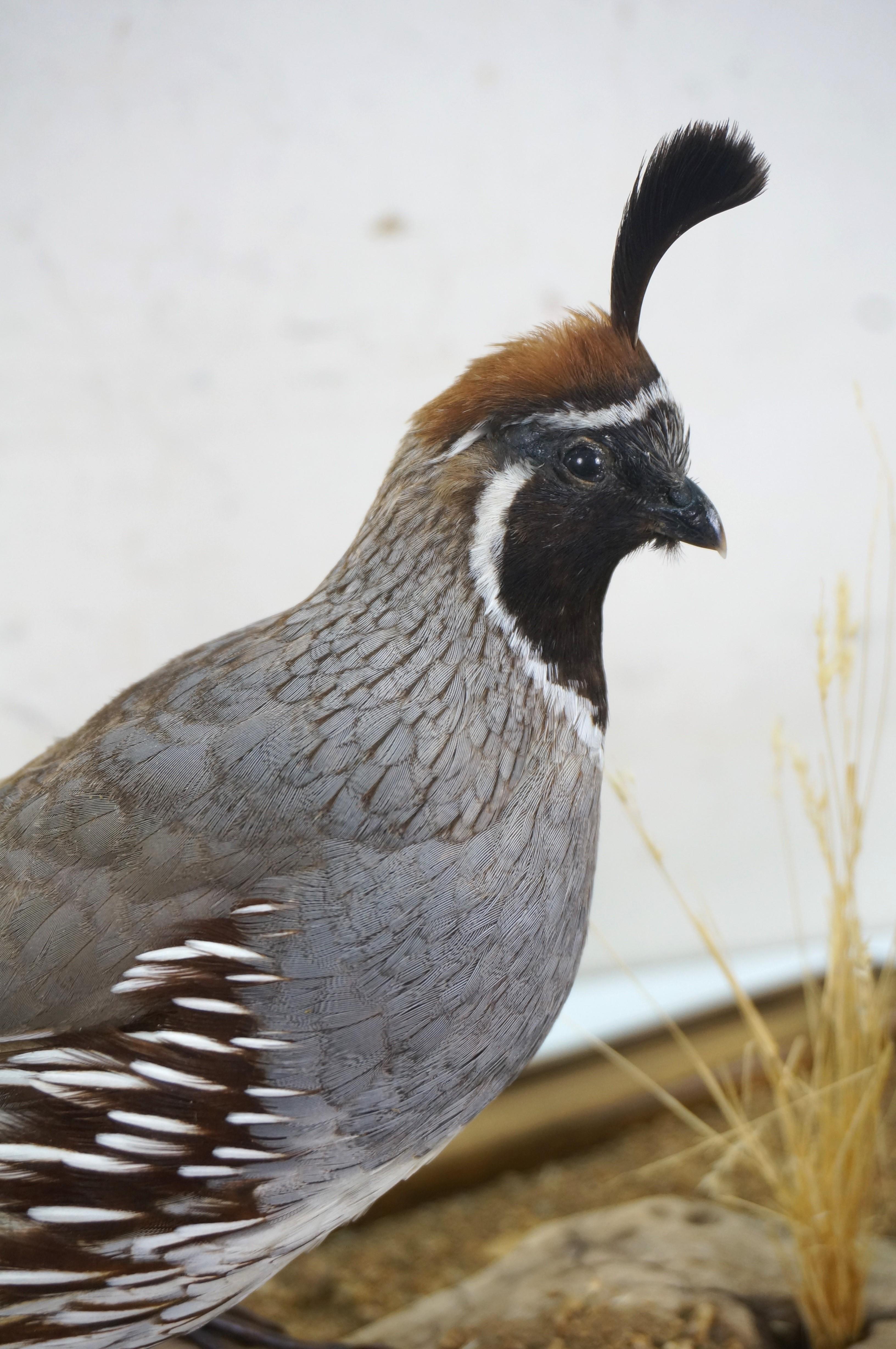 Gambles Quail Male & Female Taxidermy Bird Mount in Display Case 18