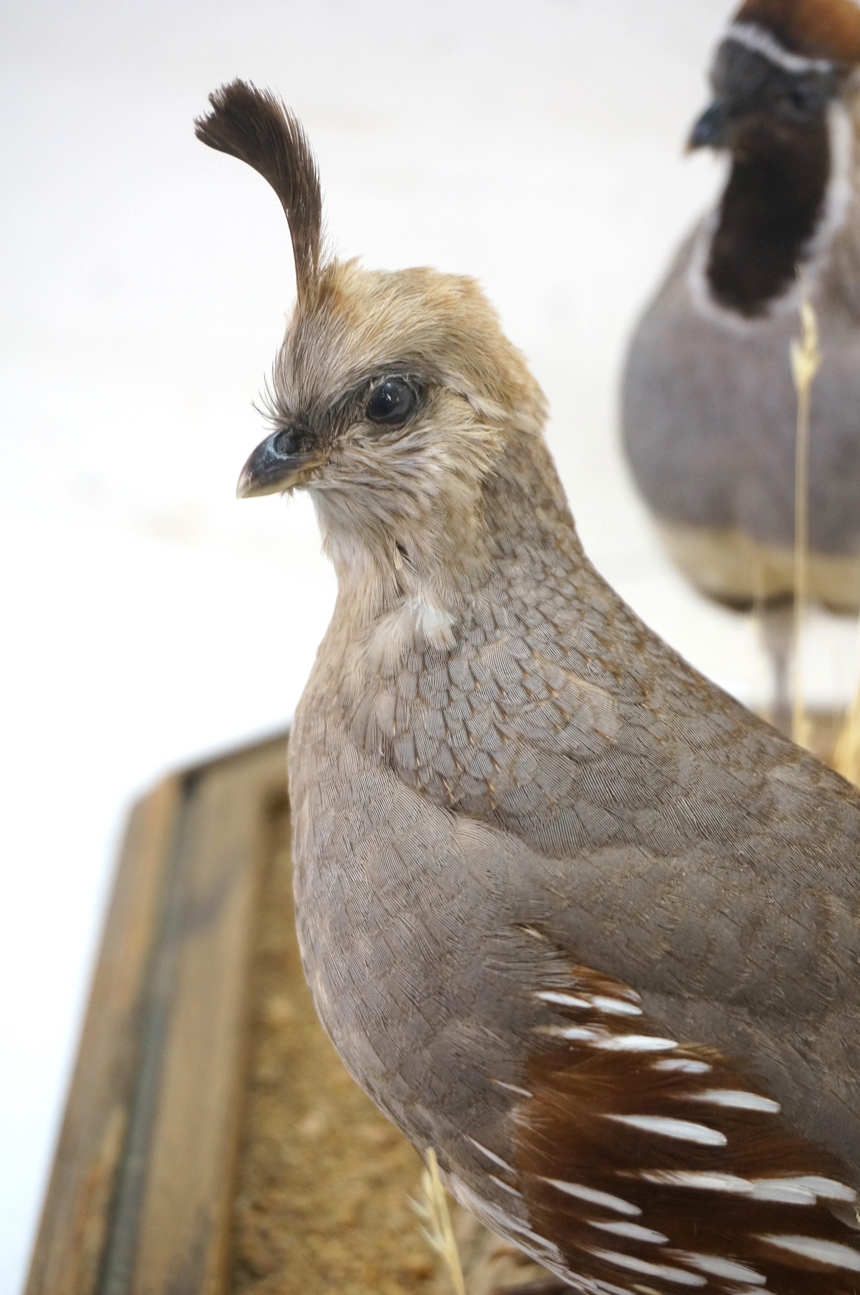 Gambles Quail Male & Female Taxidermy Bird Mount in Display Case 18