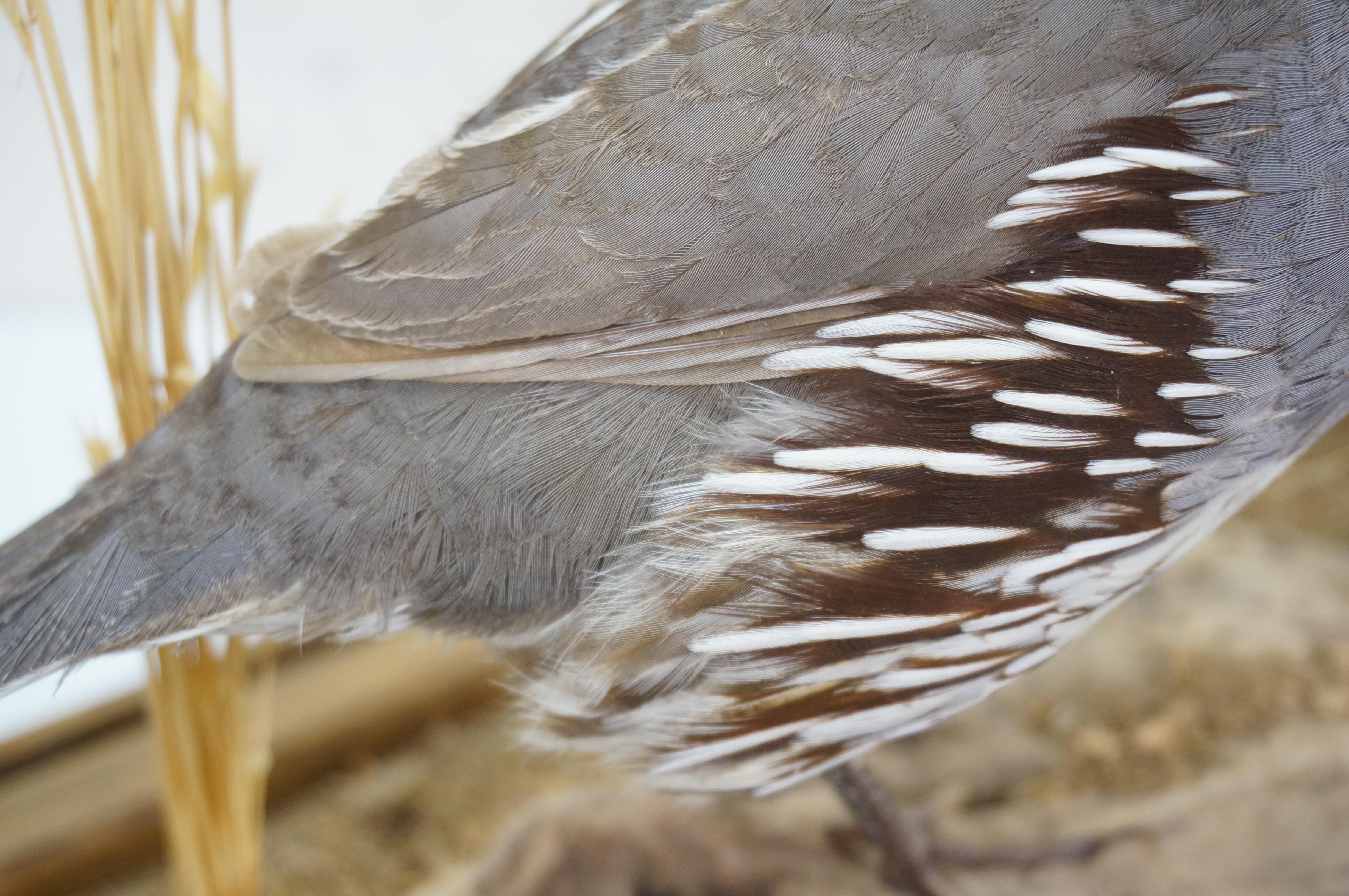 Gambles Quail Male & Female Taxidermy Bird Mount in Display Case 18