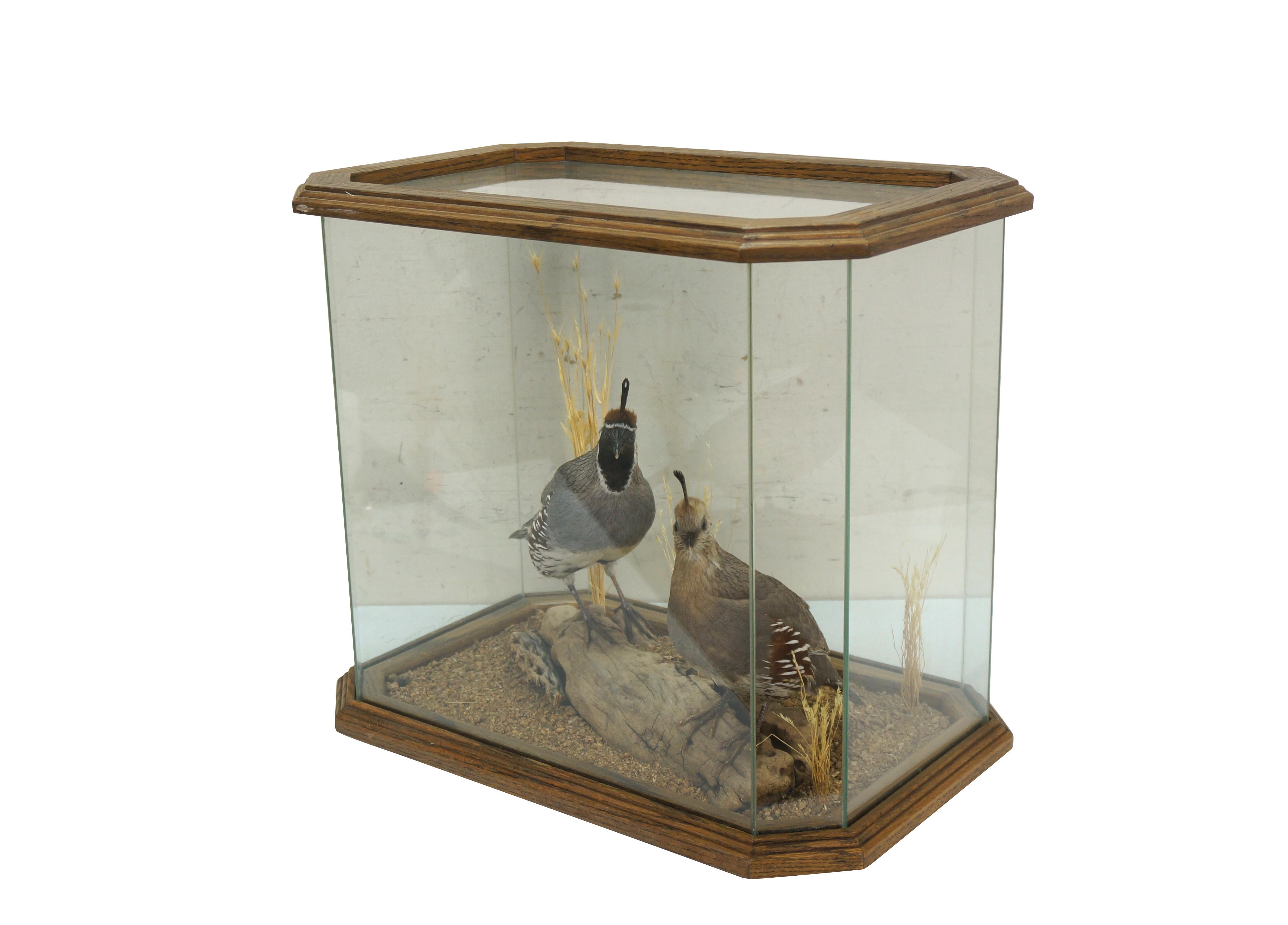 Vintage male and female cased Gambles Quail game bird taxidermy mount in octagonal oak and glass showcase with driftwood and foliage.

Dimensions:
17.75
