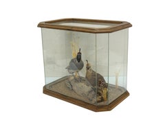 Gambles Quail Male & Female Taxidermy Bird Mount in Display Case 18"