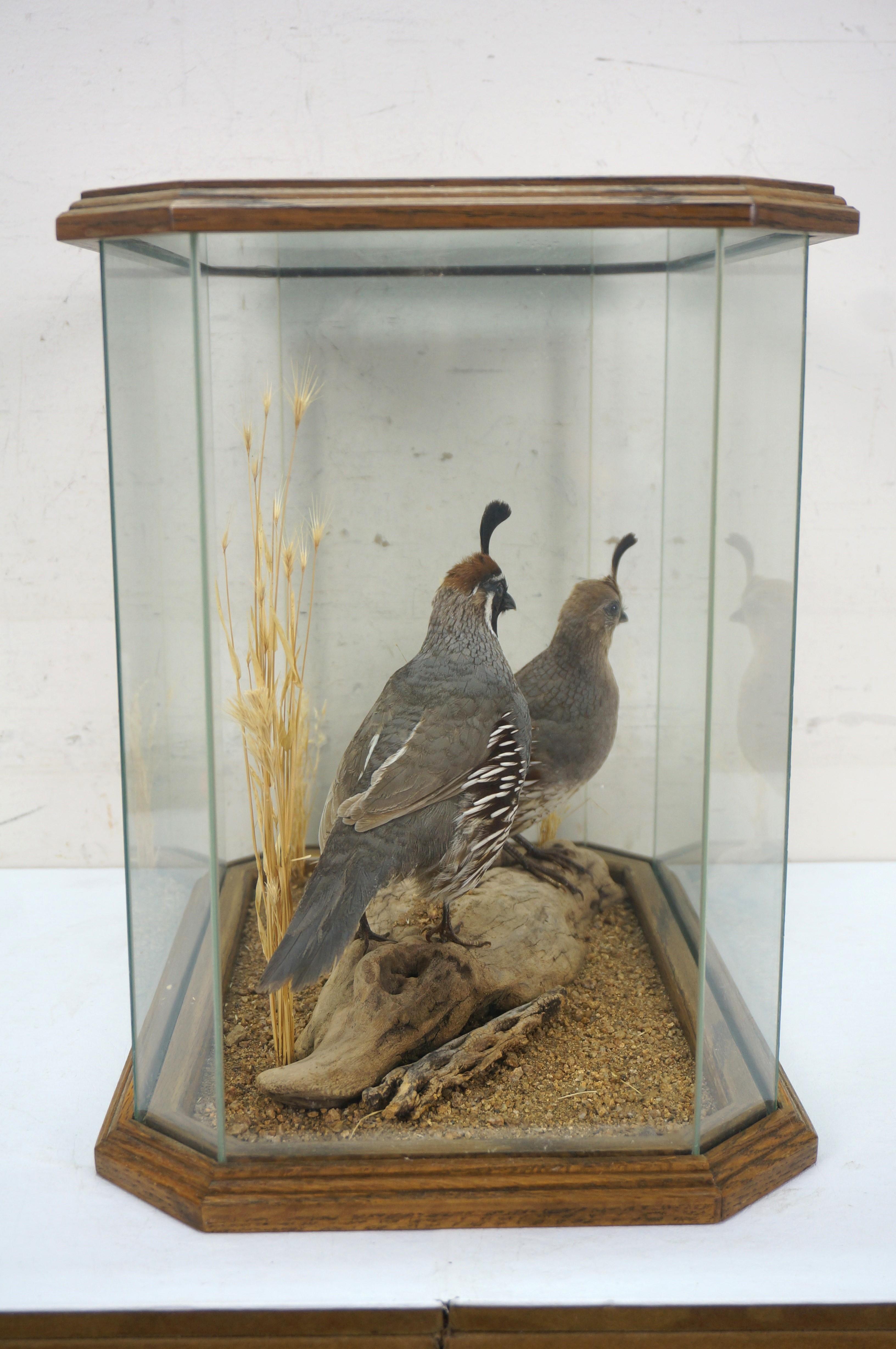 American Gambles Quail Male & Female Taxidermy Bird Mount in Display Case 18
