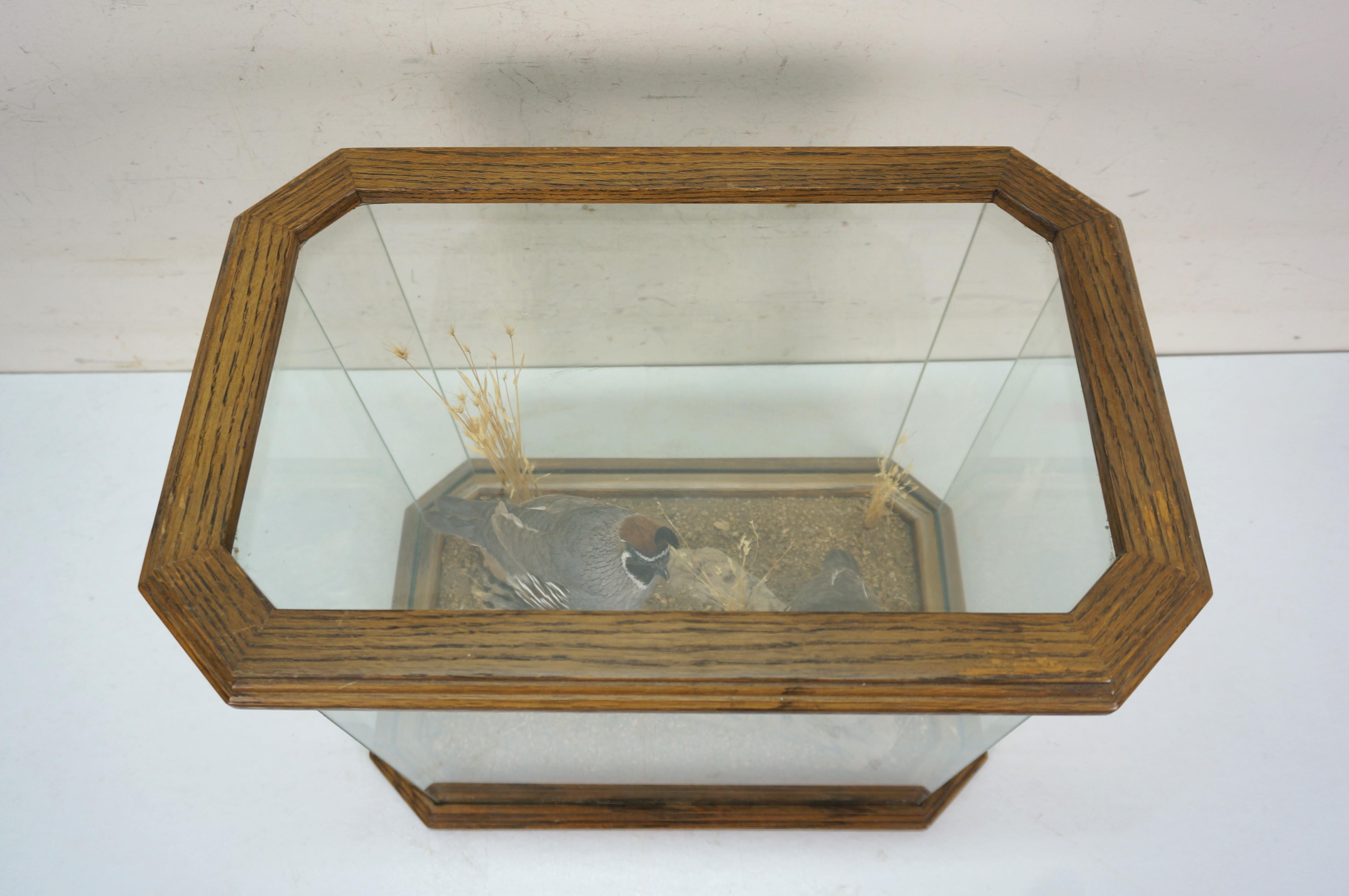 Gambles Quail Male & Female Taxidermy Bird Mount in Display Case 18