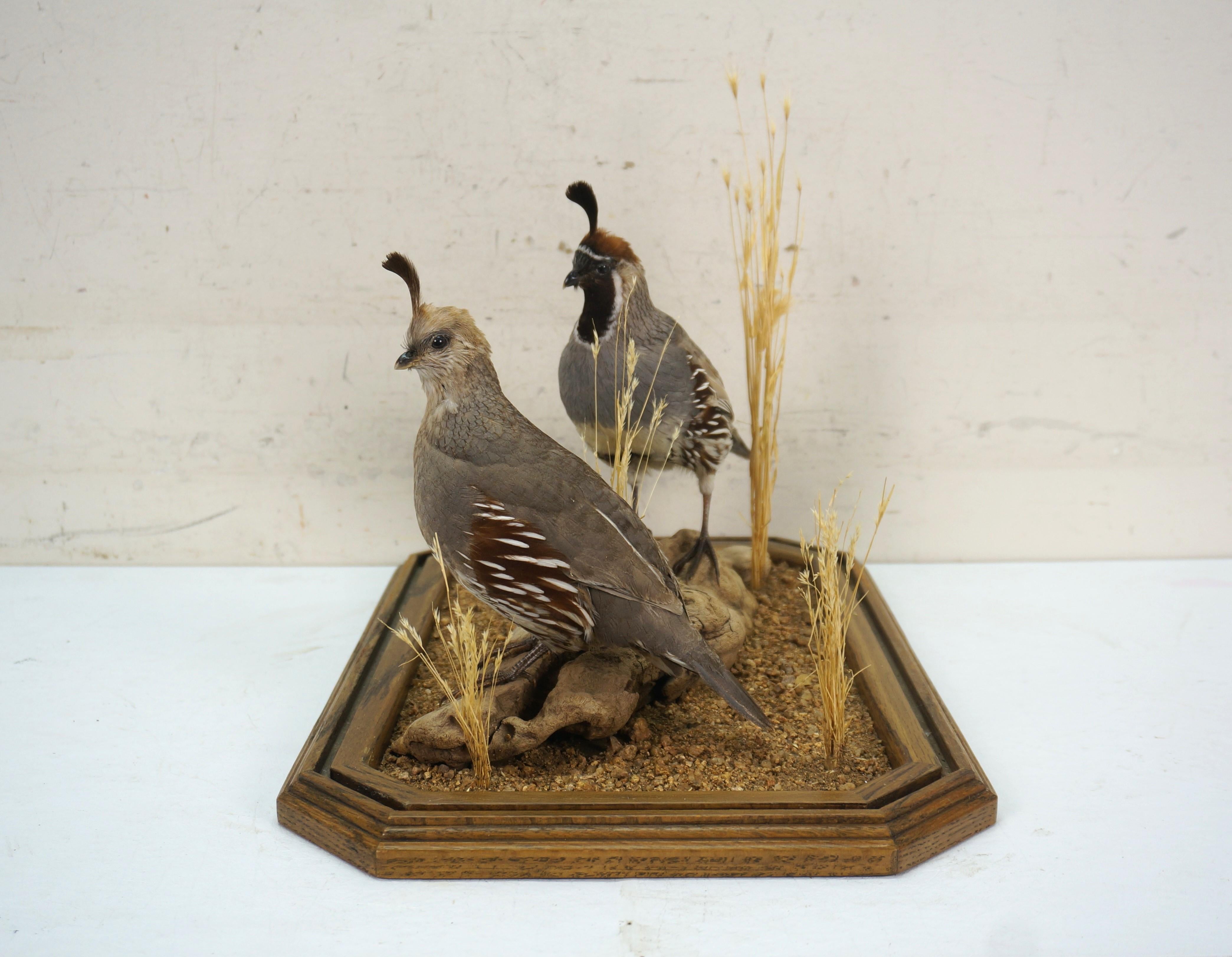 20th Century Gambles Quail Male & Female Taxidermy Bird Mount in Display Case 18