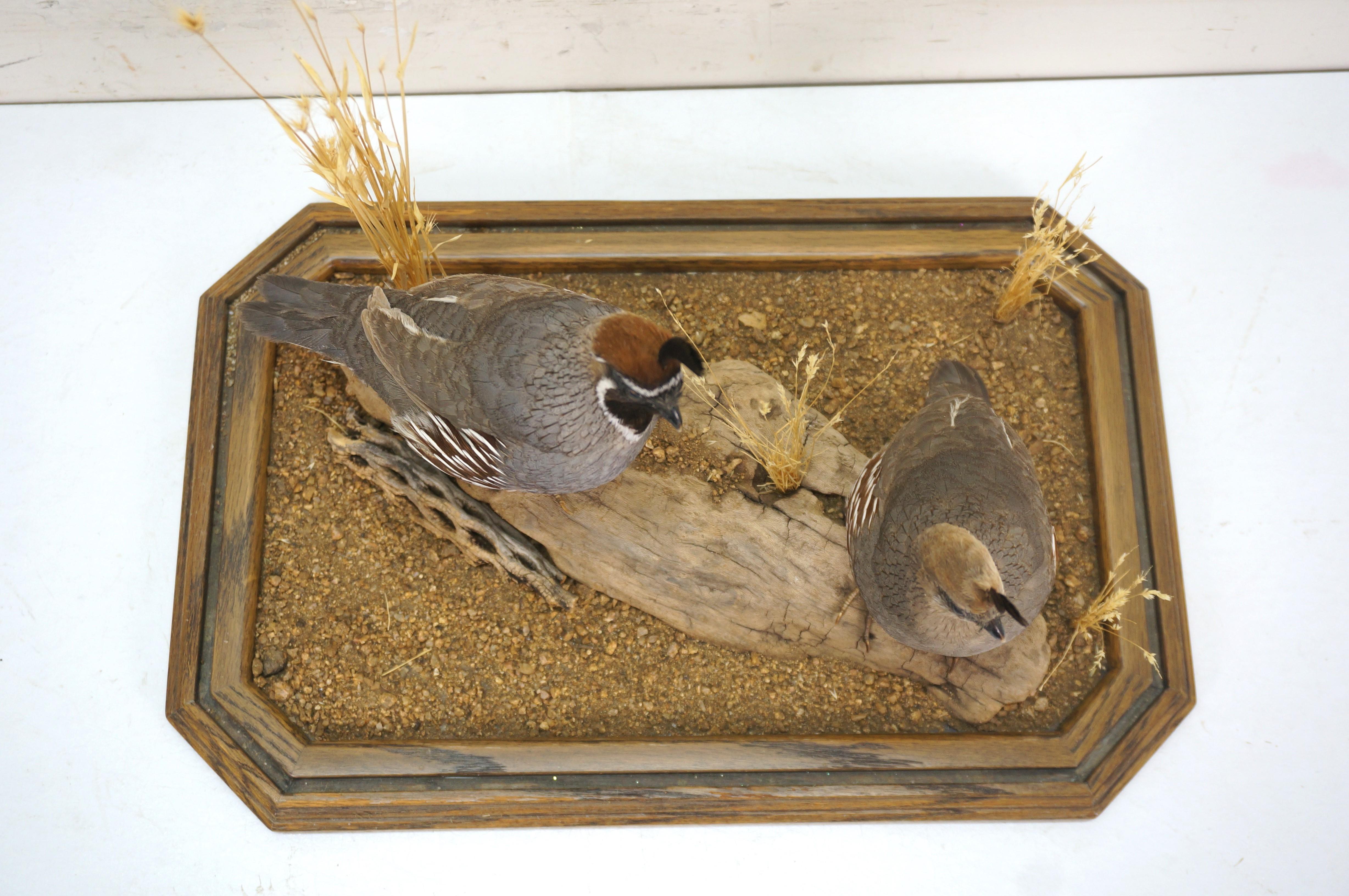 Gambles Quail Male & Female Taxidermy Bird Mount in Display Case 18