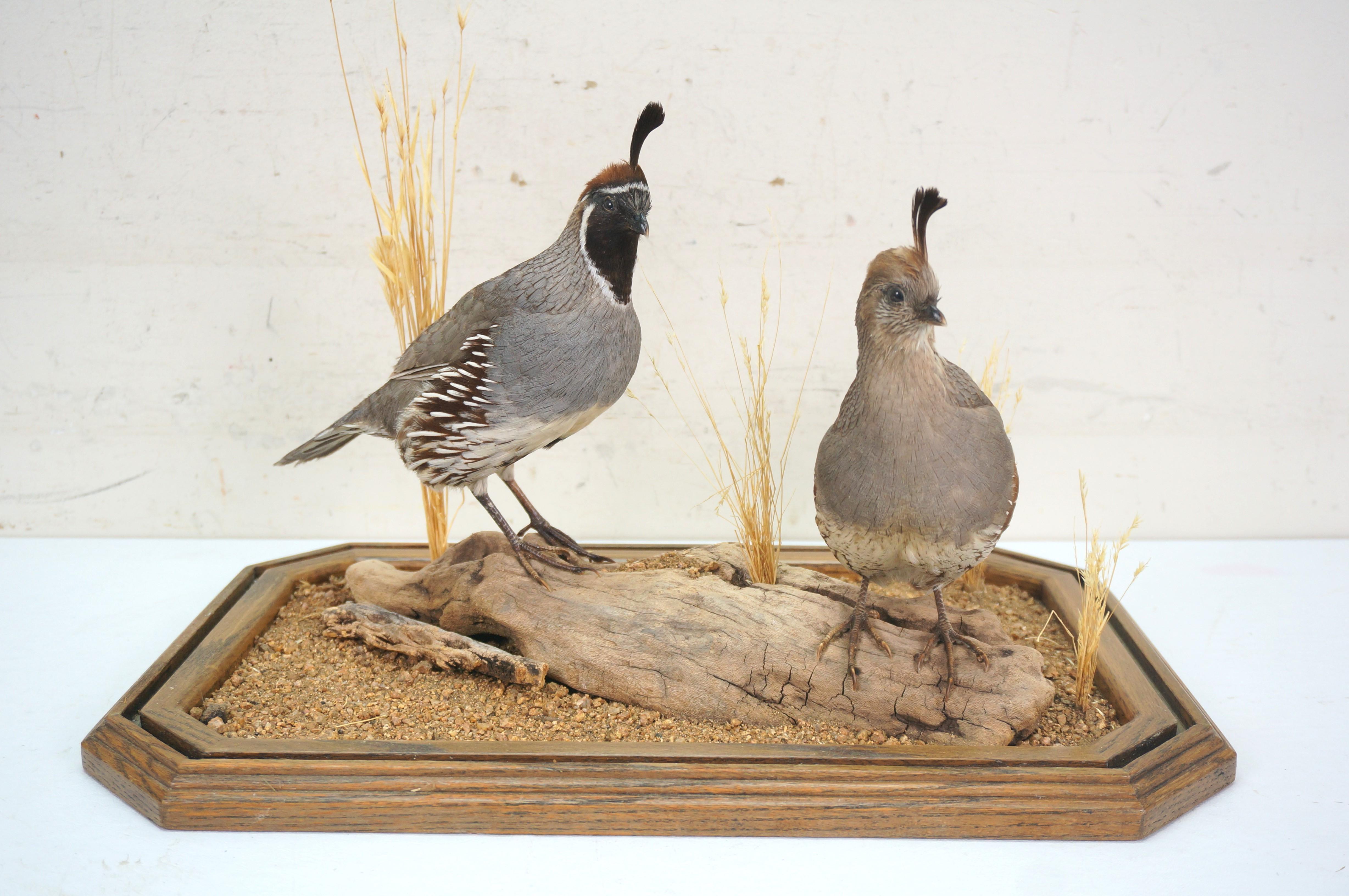 Gambles Quail Male & Female Taxidermy Bird Mount in Display Case 18