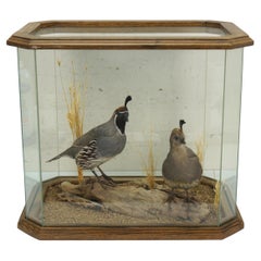 Retro Gambles Quail Male & Female Taxidermy Bird Mount in Display Case 18"