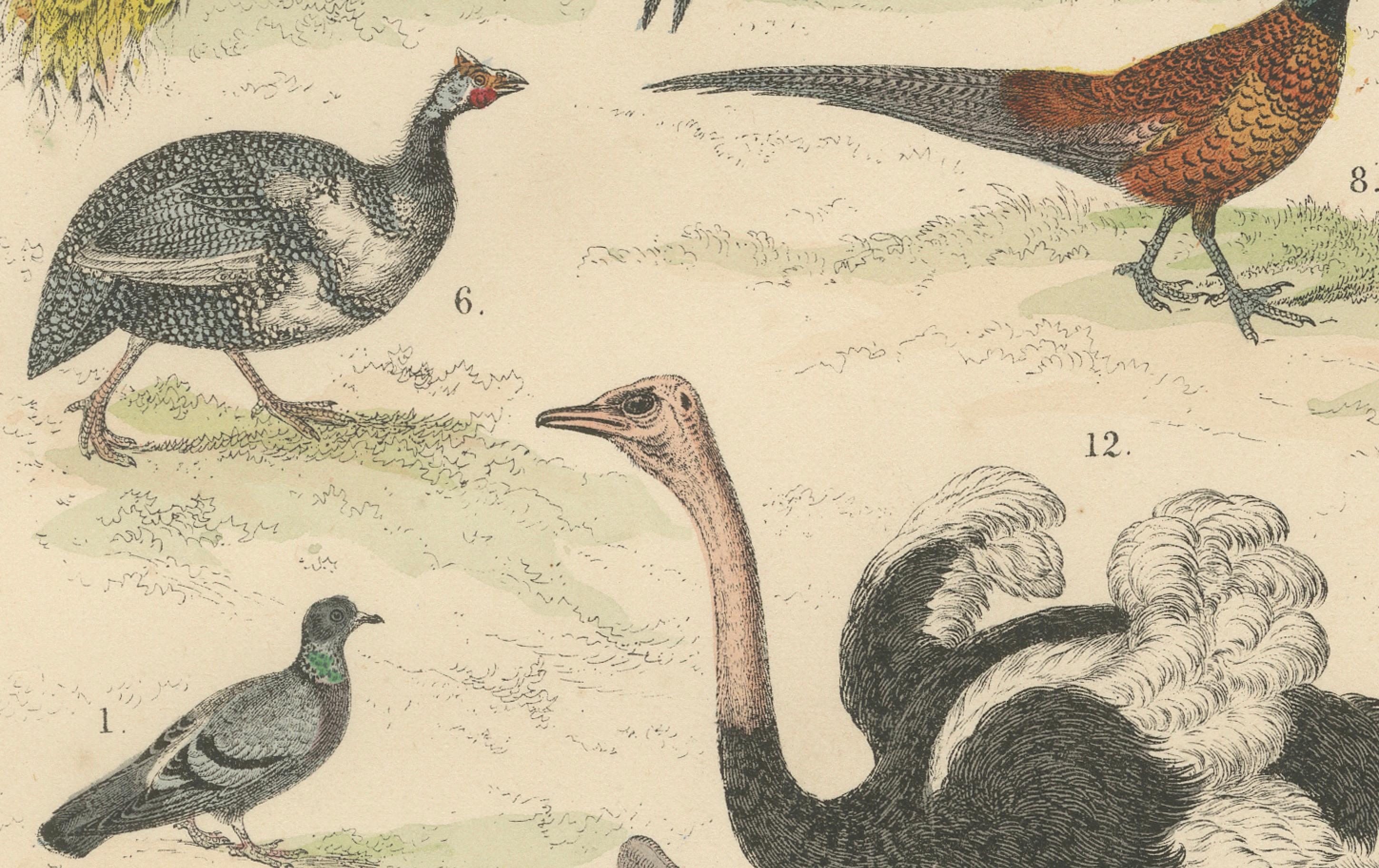 Wildvögel & flugunfähige Vögel Druck: Pfau, Strauß, Kasuar - Antik 1867

Dieser beeindruckende antike Druck zeigt verschiedene Wildvögel und flugunfähige Vögel, darunter Pfauen, Strauße, Kasuare, Fasane und Truthähne, die in detaillierten