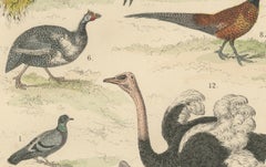 Game Birds & Flightless Birds Print: Peacock, Ostrich, Cassowary – Antique 1867