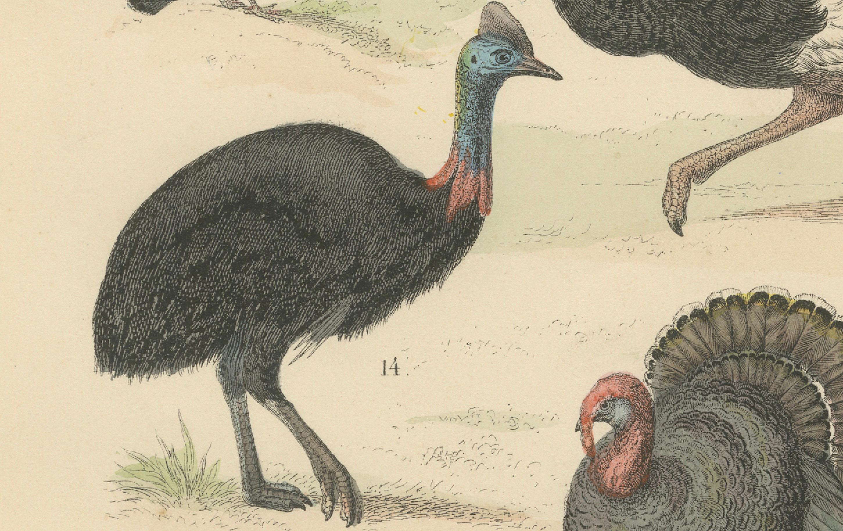Wildvögel & flugunfähige Vögel Druck: Pfau, Strauß, Kasuar - Antik 1867 (Deutsch) im Angebot