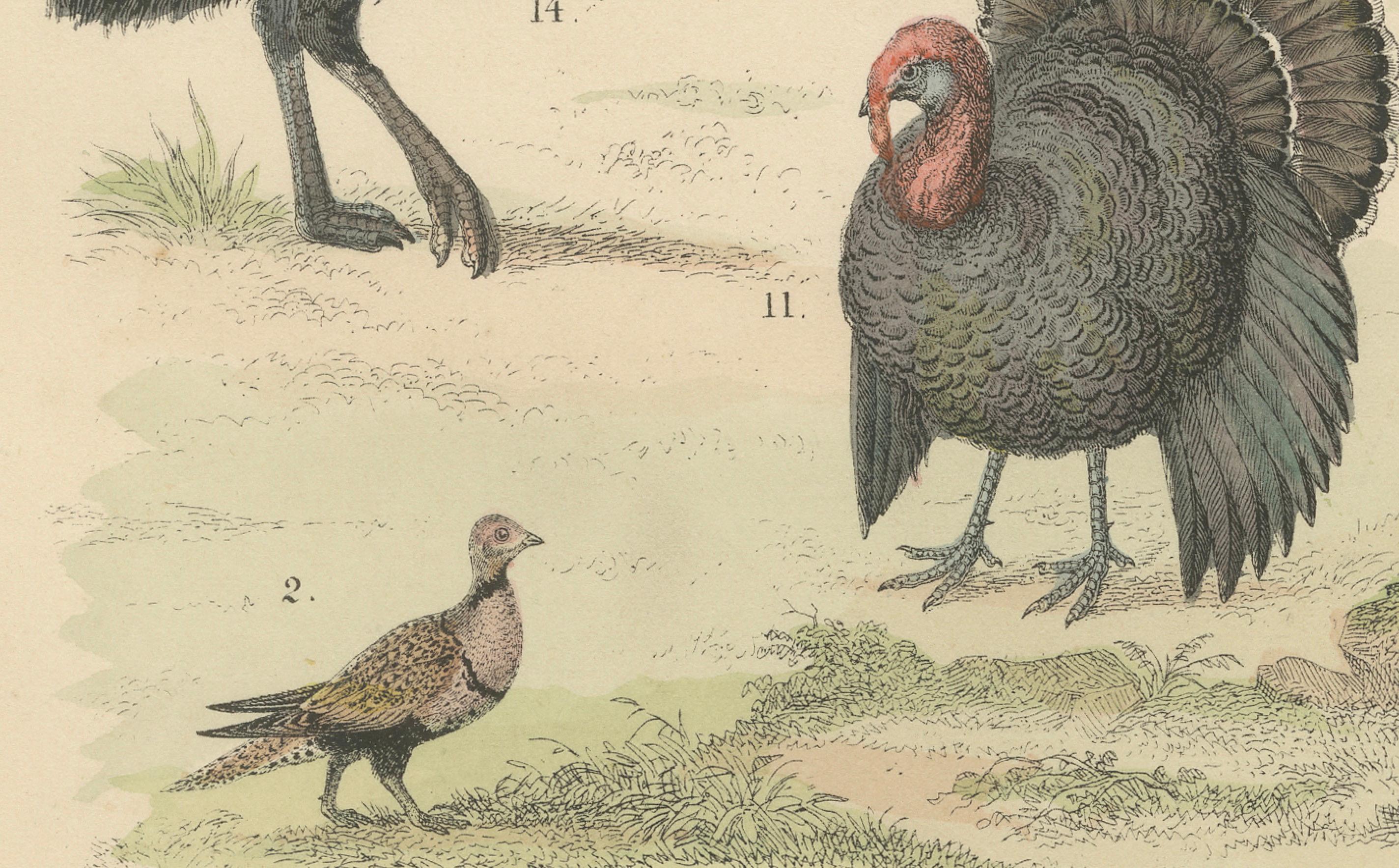 Wildvögel & flugunfähige Vögel Druck: Pfau, Strauß, Kasuar - Antik 1867 im Zustand „Gut“ im Angebot in Langweer, NL