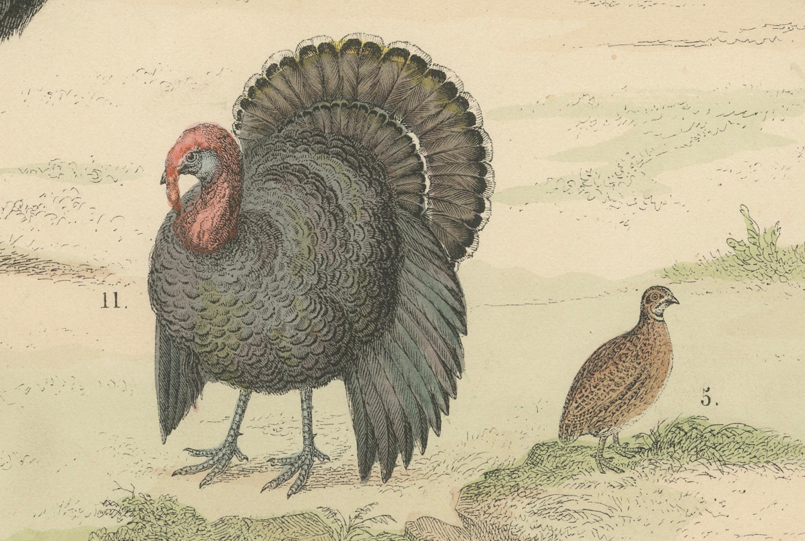 Wildvögel & flugunfähige Vögel Druck: Pfau, Strauß, Kasuar - Antik 1867 (Mittleres 19. Jahrhundert) im Angebot