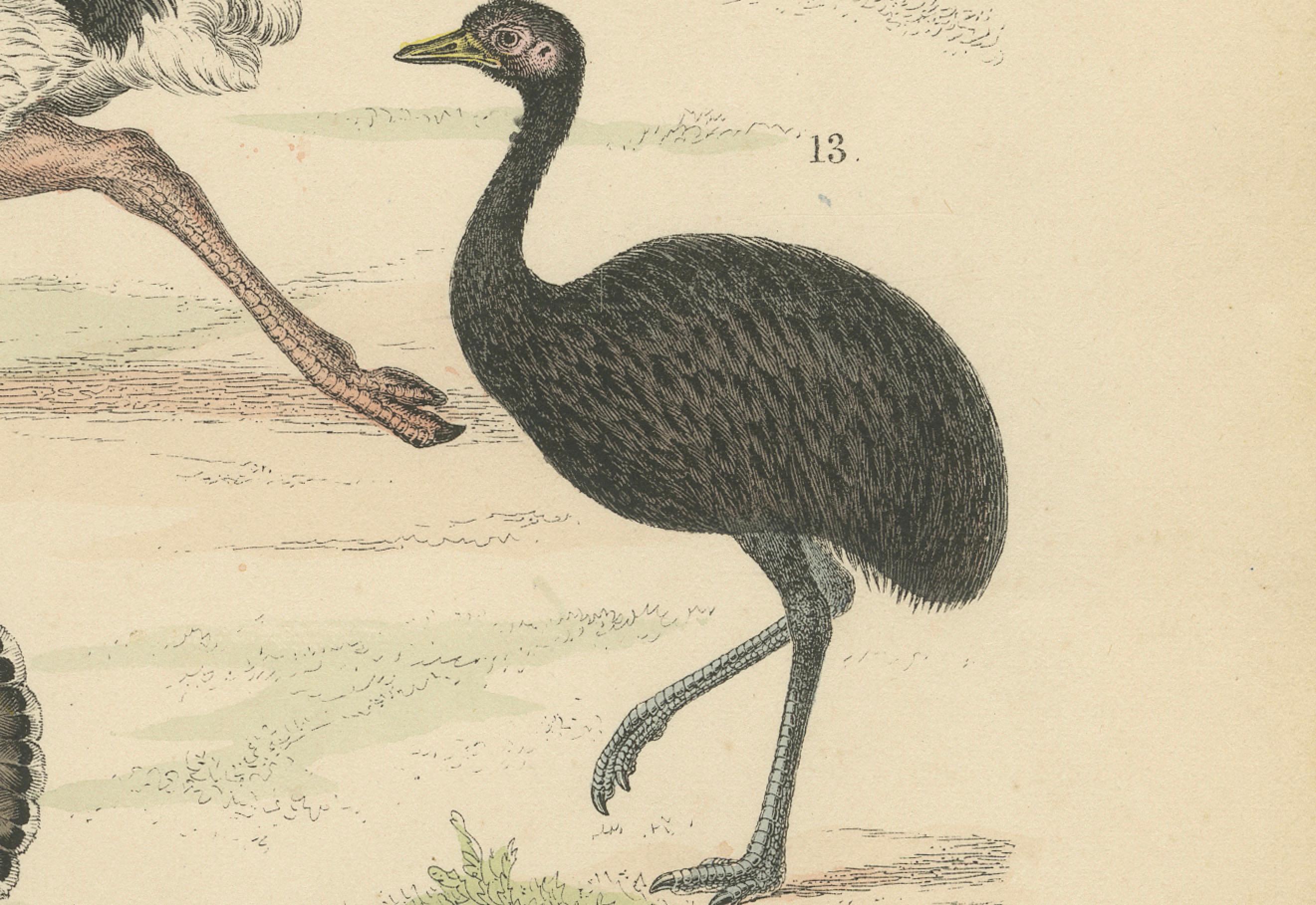 Wildvögel & flugunfähige Vögel Druck: Pfau, Strauß, Kasuar - Antik 1867 (Papier) im Angebot