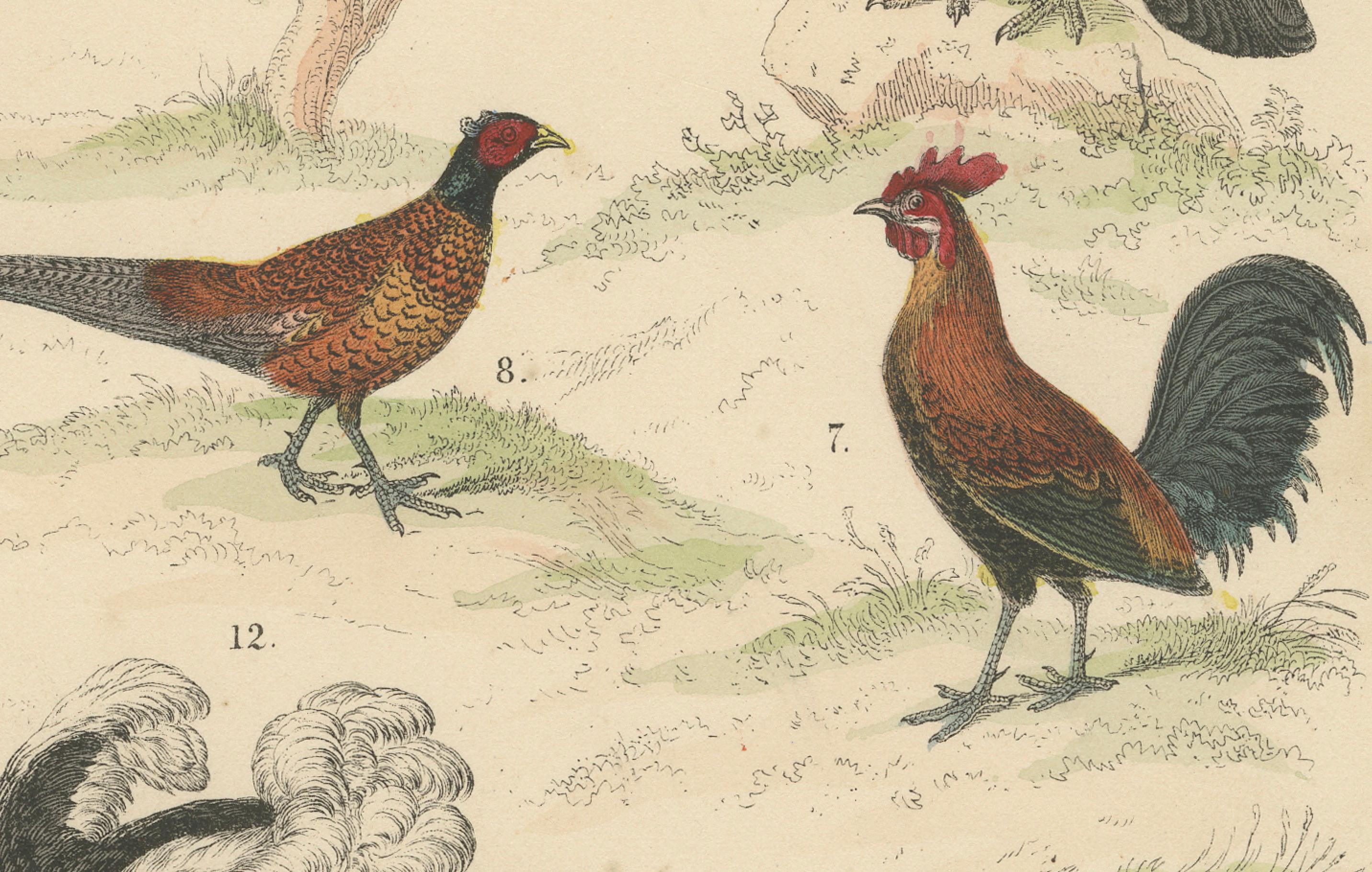Wildvögel & flugunfähige Vögel Druck: Pfau, Strauß, Kasuar - Antik 1867 im Angebot 1