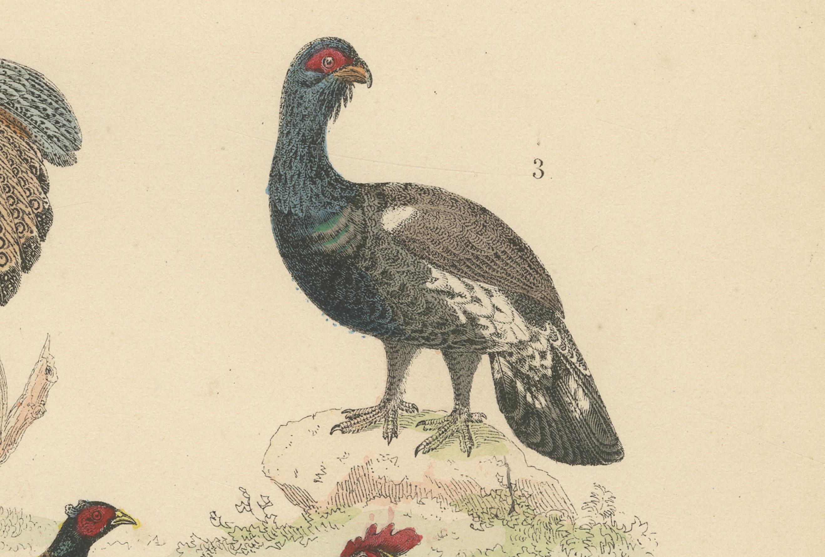 Wildvögel & flugunfähige Vögel Druck: Pfau, Strauß, Kasuar - Antik 1867 im Angebot 2