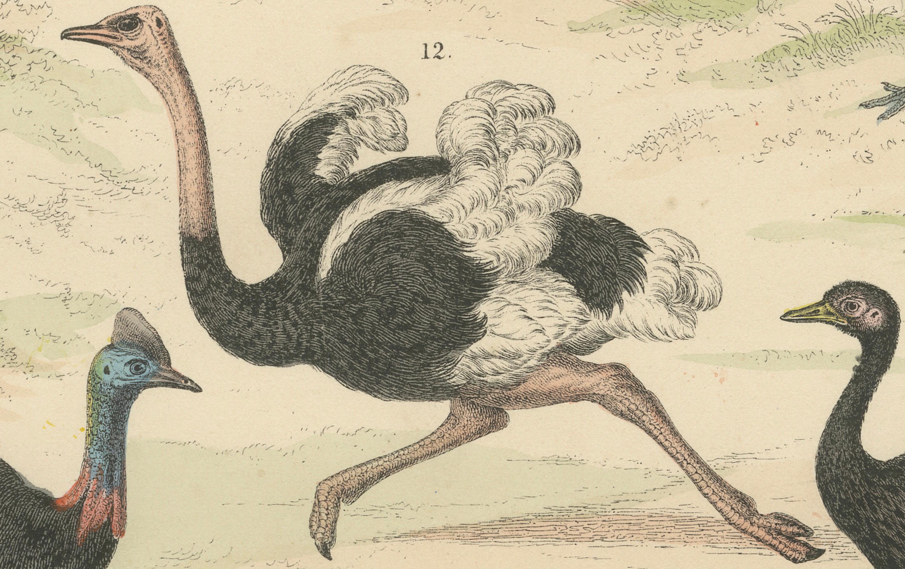 Wildvögel & flugunfähige Vögel Druck: Pfau, Strauß, Kasuar - Antik 1867 im Angebot 3
