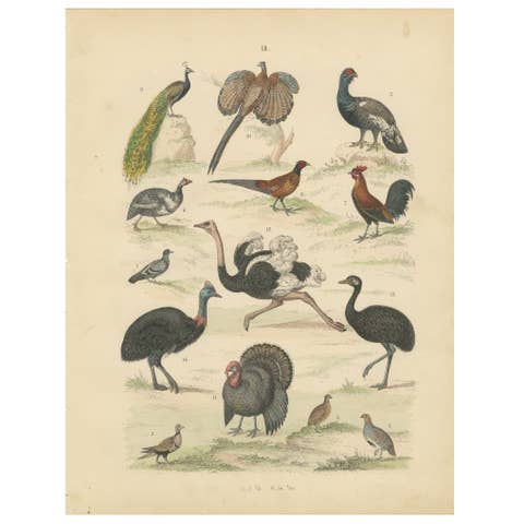 Game Birds & Flightless Birds Print: Peacock, Ostrich, Cassowary – Antique 1867