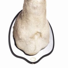 GAMO HUNTING TROPHY 20th century