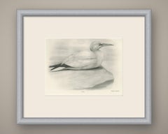 Gannet, Antique Bird Print after Lilian Medland, circa 1909