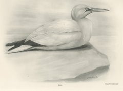 Gannet, Antique Bird Print after Lilian Medland, circa 1909