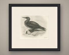 Gannet, Immature, Antique Bird Print after Lilian Medland, circa 1909