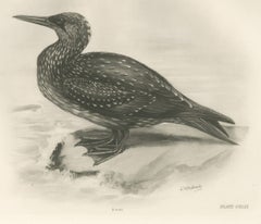 Gannet, Immature, Antique Bird Print after Lilian Medland, circa 1909