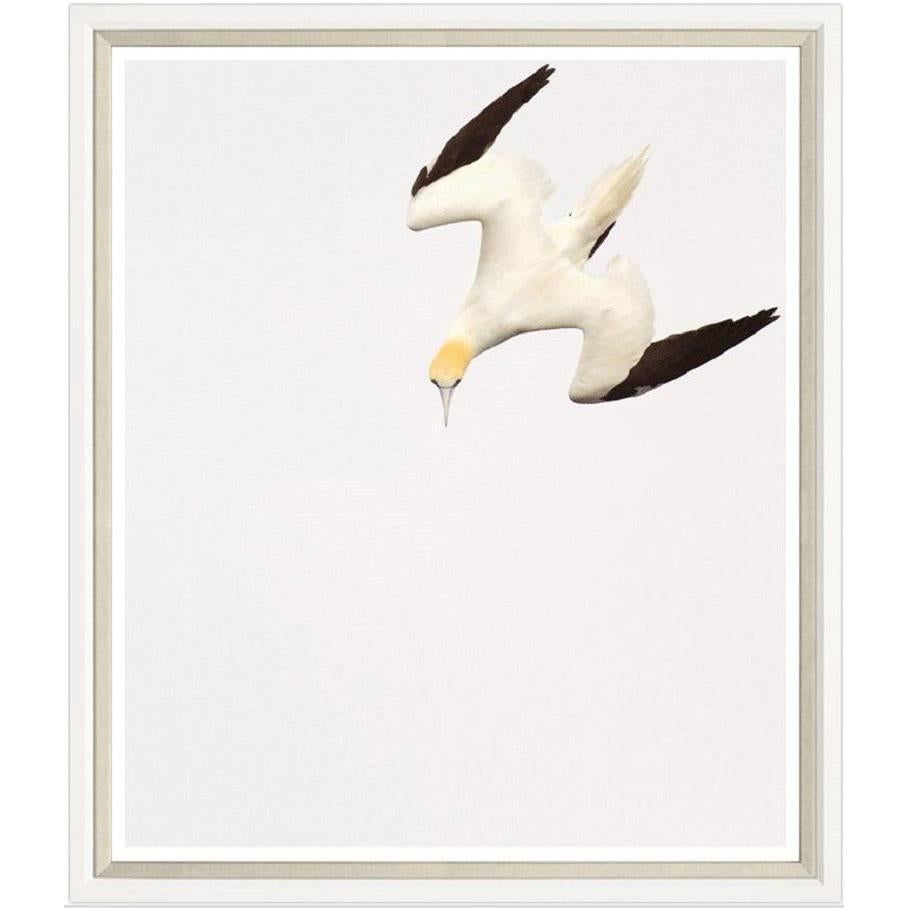 Gannet Print For Sale