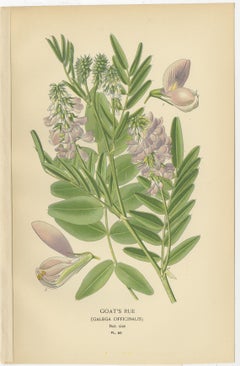 Garden Elegance: A Triptych of 19th Century Botanical Illustrations, 1896